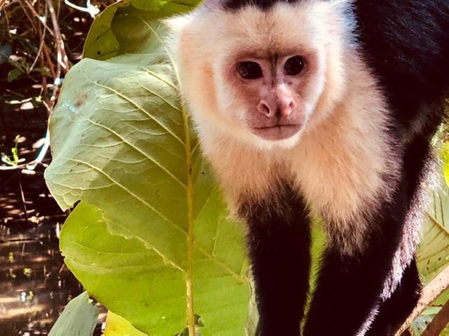 Mar Verde Lodge Puerto Viejo de Talamanca Zewnętrze zdjęcie
